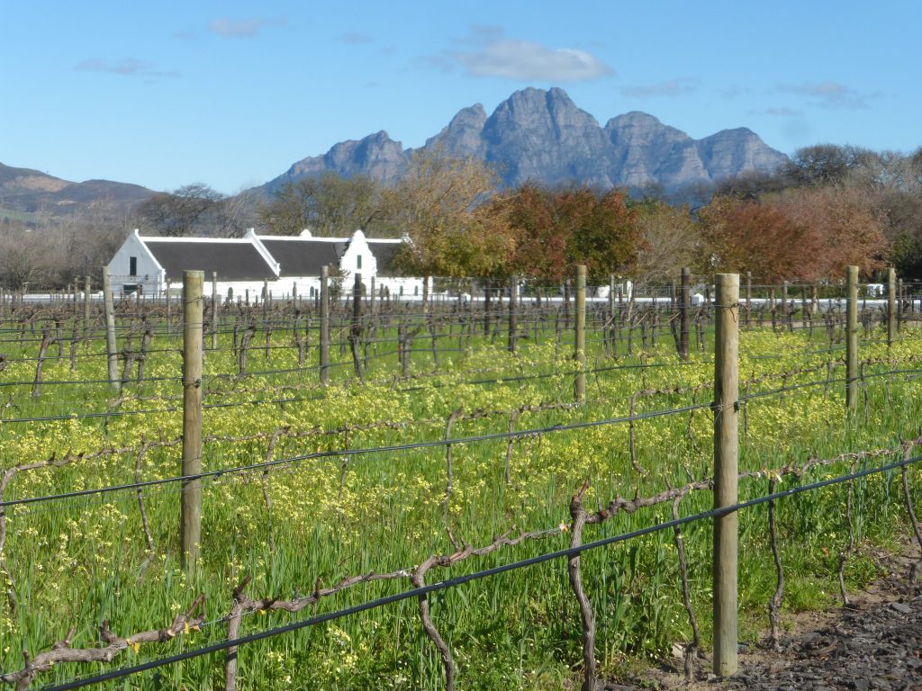 La Motte wine estate - Franschoek, South Africa - Aug2015
