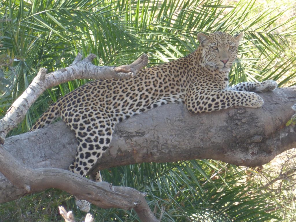 Léopard - Kruger Nat Park, South Africa - Aug2015