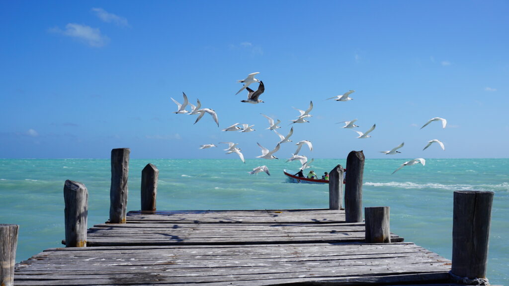 Réserve naturelle Sian Ka'an - Yucatan, Mexique - Janvier 2022